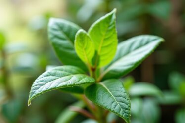 Découvrez 5 plantes puissantes pour stimuler mémoire et concentration